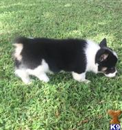 Pembroke Welsh Corgi